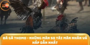 Đá Gà Thomo - Những Màn So Tài Mãn Nhãn Và Hấp Dẫn Nhất