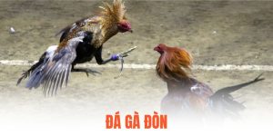 đá gà đòn