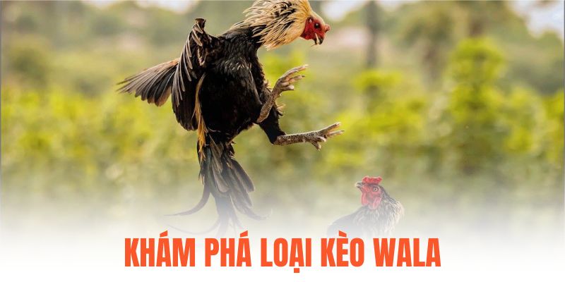 Khám phá loại kèo Wala
