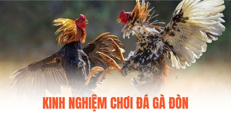 Kinh nghiệm chơi đá gà đòn