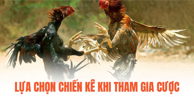 Lựa chọn chiến kê khi tham gia cược